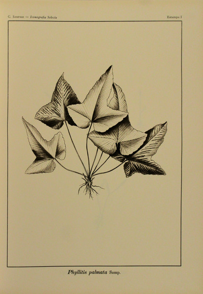 sadacosta-1912rl028_2.jpg