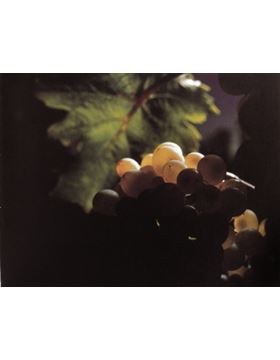 sadacosta-2002rl009_3.jpg